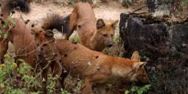 சிறுத்தையைச் சுற்றி வளைத்து 3 மணி நேரம் சிறைபிடித்த செந்நாய்கள்  பட்டாசு வெடித்து மீட்ட வனத்துறையினர்