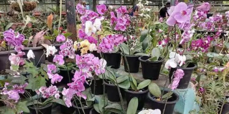 கொடைக்கானல் பிரையன்ட் பூங்கா கண்ணாடி மாளிகையில் ‘ஆர்கிட்’ மலர்கள் சங்கமம் வண்ணமயமான காட்சிகள்!