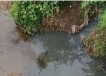 செரும்பு பள்ளம் அருகே நொய்யல் ஆற்றில் கலக்கும் கழிவுநீர் நச்சுப் பொய்கையாக மாறும் அவலம்