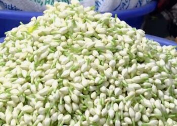 திண்டுக்கல்லில் பனிப்பொழிவால் விளைச்சல் பாதித்து கிலோ ரூ.10,000-ஐத் தாண்டிய ‘மதுரை மல்லி’