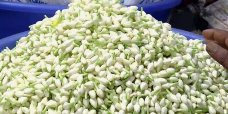 திண்டுக்கல்லில் பனிப்பொழிவால் விளைச்சல் பாதித்து கிலோ ரூ.10,000-ஐத் தாண்டிய ‘மதுரை மல்லி’