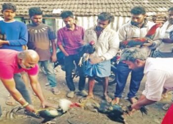 பொங்கல் பண்டிகையை முன்னிட்டு பொள்ளாச்சி சந்தையில் பந்தய சேவல் விற்பனை அமோகம்