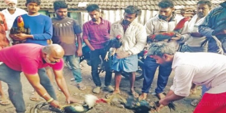 பொங்கல் பண்டிகையை முன்னிட்டு பொள்ளாச்சி சந்தையில் பந்தய சேவல் விற்பனை அமோகம்