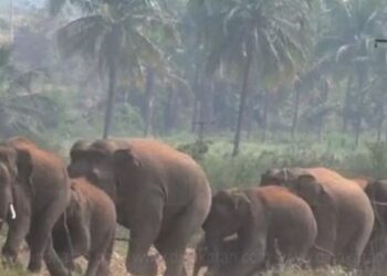 கெலமங்கலம் அருகே ஊடுருவிய காட்டு யானைகள் விளைநிலங்களுக்குள் புகுந்து அட்டகாசம்