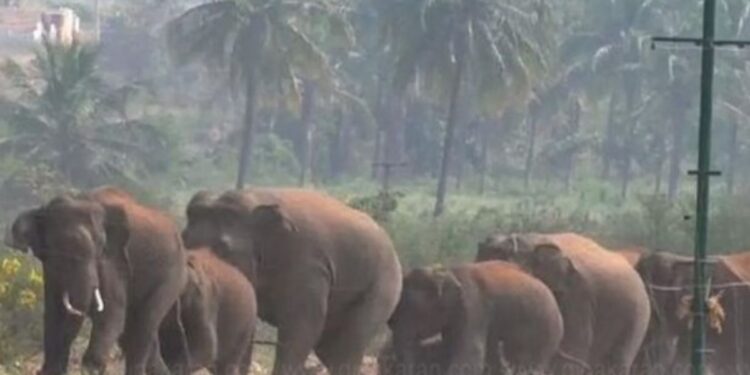 கெலமங்கலம் அருகே ஊடுருவிய காட்டு யானைகள் விளைநிலங்களுக்குள் புகுந்து அட்டகாசம்