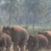 கெலமங்கலம் அருகே ஊடுருவிய காட்டு யானைகள் விளைநிலங்களுக்குள் புகுந்து அட்டகாசம்