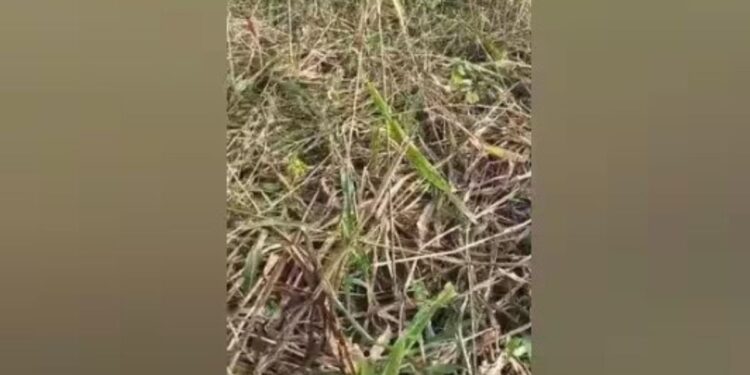 கமுதி பகுதியில் சோளப் பயிர்களைக் குறிவைக்கும் காட்டுப்பன்றிகள்: பருவமழை ஏமாற்றிய நிலையில் பயிர்ச் சேதத்தால் விவசாயிகள் கடும் கவலை