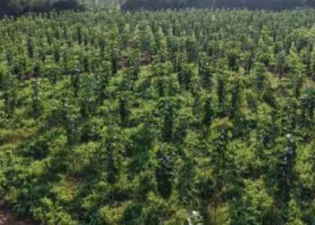 பதினோறு ஆண்டுகளில் 25 லட்சம் மரங்கள் மங்கலத்தில் இன்று ‘வனத்துக்குள் திருப்பூர்-11’ திட்டத் தொடக்க விழா