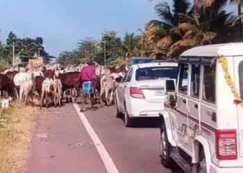 கூடலூர் – குமுளி சாலையில் வழிமறிக்கும் கால்நடைகள்: நெரிசலில் சிக்கித் தவிக்கும் சபரிமலை வாகனங்கள்