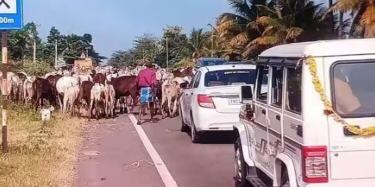 கூடலூர் – குமுளி சாலையில் வழிமறிக்கும் கால்நடைகள்: நெரிசலில் சிக்கித் தவிக்கும் சபரிமலை வாகனங்கள்