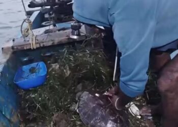 தொண்டி அருகே நெகிழ்ச்சி: வலையில் சிக்கிய 30 கிலோ அரிய வகை கடல் ஆமையை உயிருடன் மீட்டு கடலில் விட்ட மீனவர்கள்