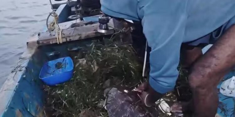 தொண்டி அருகே நெகிழ்ச்சி: வலையில் சிக்கிய 30 கிலோ அரிய வகை கடல் ஆமையை உயிருடன் மீட்டு கடலில் விட்ட மீனவர்கள்