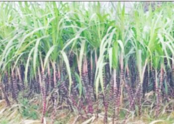 நத்தம் பகுதியில் தித்திக்கும் கருப்பு கரும்பு அறுவடை தீவிரம் விற்பனைக்கு அனுப்பி வைப்பு!