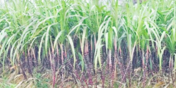 நத்தம் பகுதியில் தித்திக்கும் கருப்பு கரும்பு அறுவடை தீவிரம் விற்பனைக்கு அனுப்பி வைப்பு!