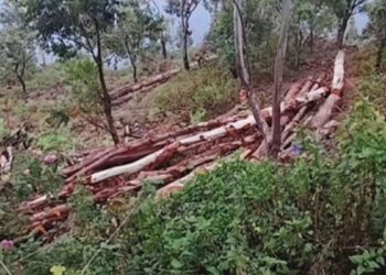 கொடைக்கானலில் பல லட்சம் மதிப்பிலான மரங்கள் வெட்டிக் கடத்தல்: வனச்சரகர் உட்பட 4 அதிகாரிகள் பணிநீக்கம்.