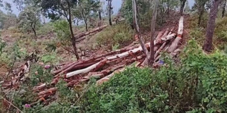 கொடைக்கானலில் பல லட்சம் மதிப்பிலான மரங்கள் வெட்டிக் கடத்தல்: வனச்சரகர் உட்பட 4 அதிகாரிகள் பணிநீக்கம்.