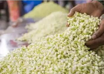 சத்தியமங்கலத்தில் மல்லிகைப் பூ விலை கிடுகிடு உயர்வு ஒரே கிலோ ரூ.4,300-க்கு விற்பனை!