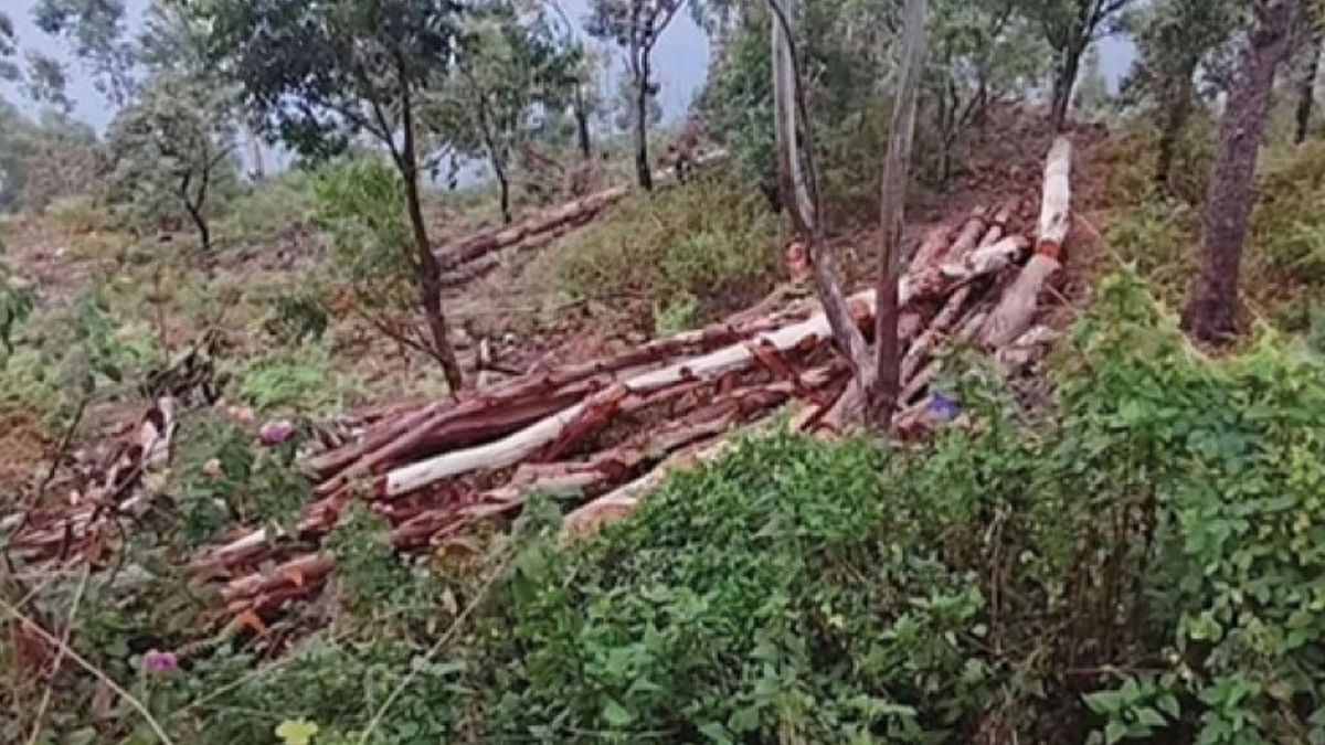 கொடைக்கானலில் பல லட்சம் மதிப்பிலான மரங்கள் வெட்டிக் கடத்தல்: வனச்சரகர் உட்பட 4 அதிகாரிகள் பணிநீக்கம்.