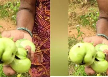 சாக்கோட்டை கத்தரி சாகுபடியில் ‘தண்டு மற்றும் காய் புழு’ தாக்குதல் கவலையில் விவசாயிகள்  