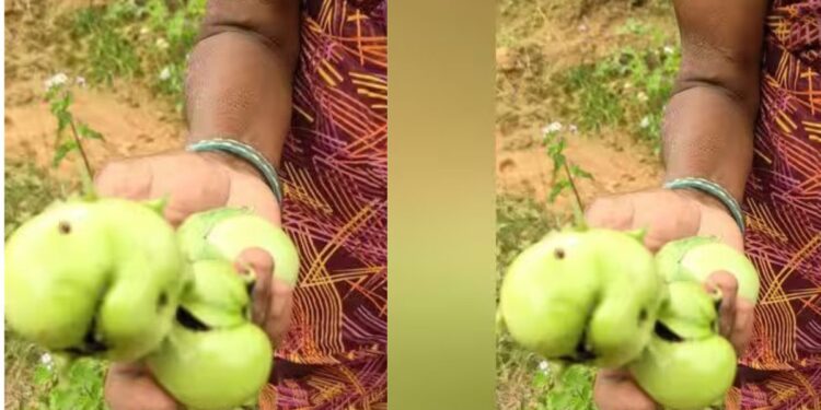 சாக்கோட்டை கத்தரி சாகுபடியில் ‘தண்டு மற்றும் காய் புழு’ தாக்குதல் கவலையில் விவசாயிகள்  