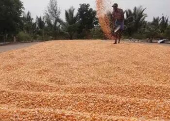 தரமற்ற விதைகள் மற்றும் படைப்புழு தாக்குதலால் மக்காச்சோள சாகுபடி பாதிப்பு தேனி விவசாயிகள் வேதனை!