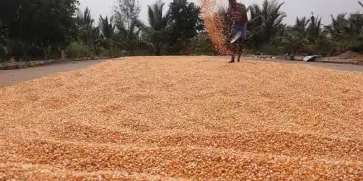 தரமற்ற விதைகள் மற்றும் படைப்புழு தாக்குதலால் மக்காச்சோள சாகுபடி பாதிப்பு தேனி விவசாயிகள் வேதனை!