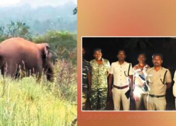 ஸ்ரீவில்லிபுத்தூர் நகருக்கு அருகே புகுந்த ஒற்றை யானை வனப்பகுதிக்குள் விரட்டியடிப்பு!