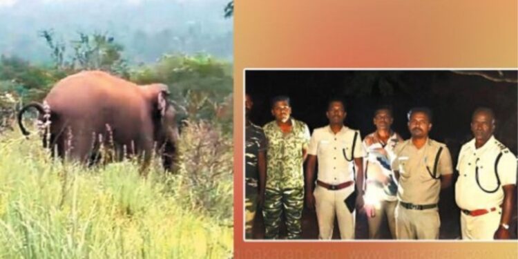 ஸ்ரீவில்லிபுத்தூர் நகருக்கு அருகே புகுந்த ஒற்றை யானை வனப்பகுதிக்குள் விரட்டியடிப்பு!