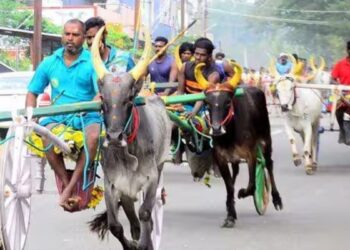 சிங்கம்புணரி அருகே தேவர் குருபூஜையை முன்னிட்டு சீறிப்பாய்ந்த 44 ஜோடி மாடுகள் – மிரட்டிய மாட்டுவண்டி பந்தயம்!