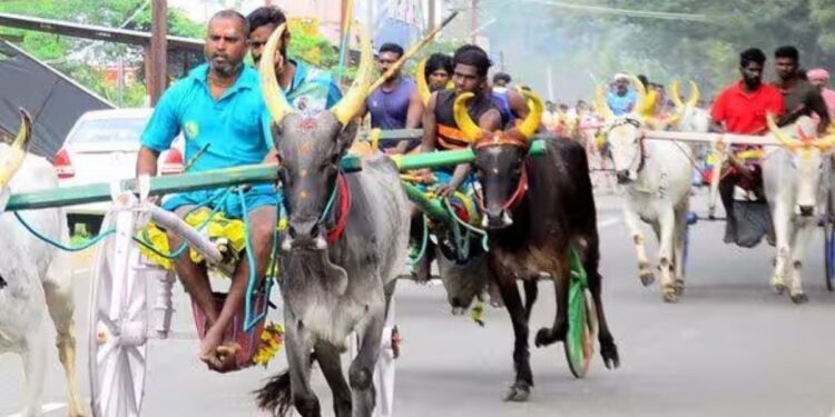 சிங்கம்புணரி அருகே தேவர் குருபூஜையை முன்னிட்டு சீறிப்பாய்ந்த 44 ஜோடி மாடுகள் – மிரட்டிய மாட்டுவண்டி பந்தயம்!