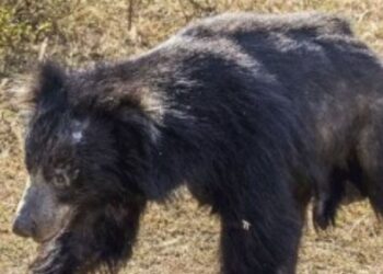 திருக்குறுங்குடி அருகே பயங்கரம் வயலுக்குச் சென்ற மூதாட்டியைக் கடித்துக் குதறிய கரடி