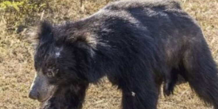 திருக்குறுங்குடி அருகே பயங்கரம் வயலுக்குச் சென்ற மூதாட்டியைக் கடித்துக் குதறிய கரடி