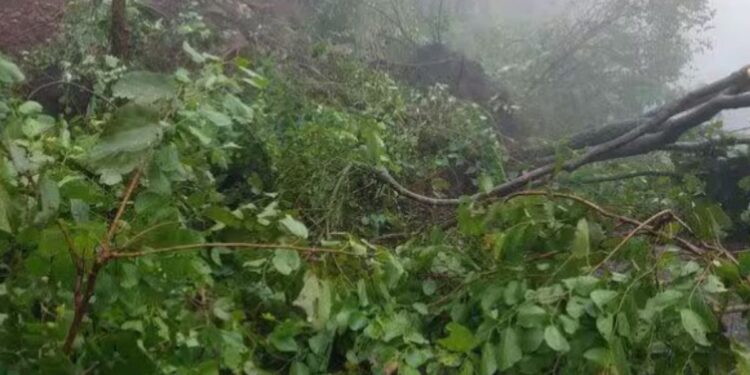 போடிமெட்டு மலைப்பாதையில் மண்சரிவு பாறைகள் உருண்டு மரங்கள் சாய்ந்ததால் போக்குவரத்து கடும் பாதிப்பு!