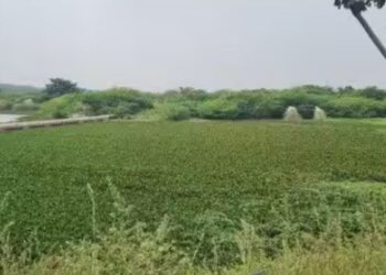 அருப்புக்கோட்டை பெரிய கண்மாயில் சாயக்கழிவு ‘பறவைகள் சரணாலயம்’ பாழாகும் அவலம்