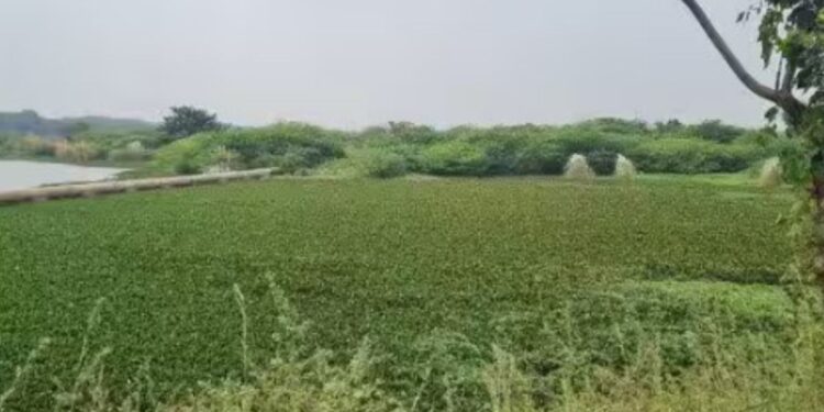 அருப்புக்கோட்டை பெரிய கண்மாயில் சாயக்கழிவு ‘பறவைகள் சரணாலயம்’ பாழாகும் அவலம்