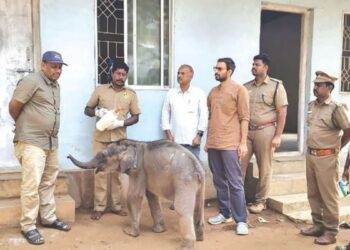 தாய் யானையுடன் சேர மறுத்த 3 மாதக் குட்டி யானை: வனத்துறையினர் தீவிர முயற்சிக்குப் பின் கோழிகமுத்தி முகாமில் ஒப்படைப்பு