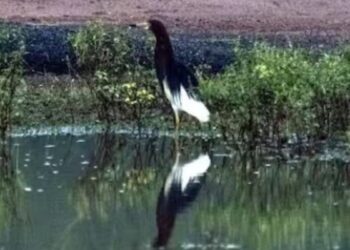 சிவகங்கை மாவட்டக் கண்மாய்களில் 17 ஆயிரம் பறவைகள் வருகை வெளிநாட்டுப் பறவைகள் கண்டறியப்பட்டன!