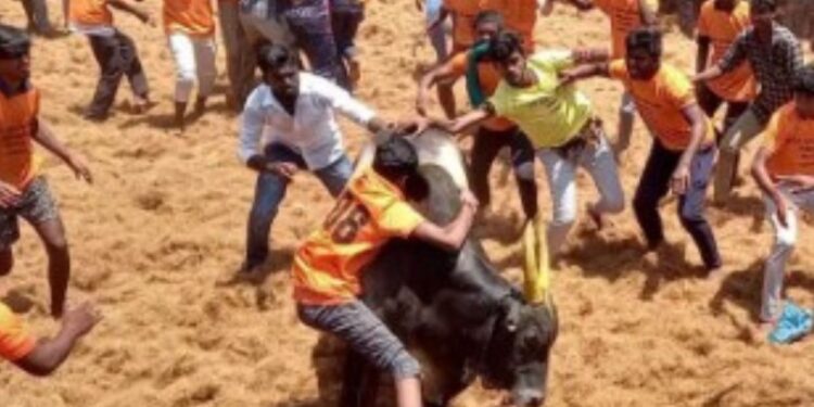 சிவகங்கையில் அனுமதிக்கப்பட்ட 45 ஜல்லிக்கட்டு இடங்கள் எவை? மதுரை கிளை அதிரடி உத்தரவு!