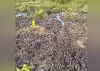  திருத்தங்கலில் விவசாய நிலங்களுக்குள் பாயும் தொழிற்சாலை கழிவுநீர் – கண்ணீரில் விவசாயிகள்