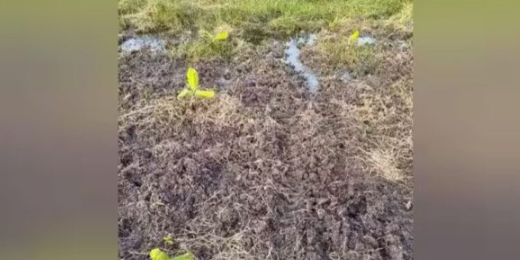  திருத்தங்கலில் விவசாய நிலங்களுக்குள் பாயும் தொழிற்சாலை கழிவுநீர் – கண்ணீரில் விவசாயிகள்