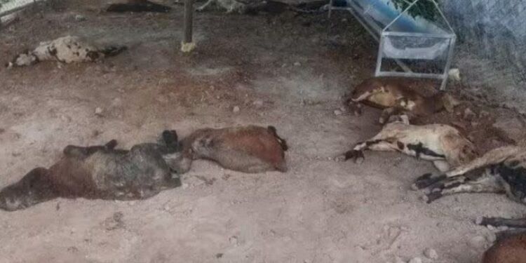 ராஜபாளையம் அருகே கொடூரம்: ஆட்டுத் தொழுவத்திற்குள் புகுந்து வெறிநாய்கள் வேட்டை