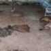 ராஜபாளையம் அருகே கொடூரம்: ஆட்டுத் தொழுவத்திற்குள் புகுந்து வெறிநாய்கள் வேட்டை