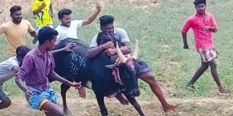 சிவகங்கை கண்டுப்பட்டி மஞ்சுவிரட்டில் சீறிய காளைகள்: 126 பேர் காயம், 30 பேர் அரசு மருத்துவமனையில் அனுமதி.