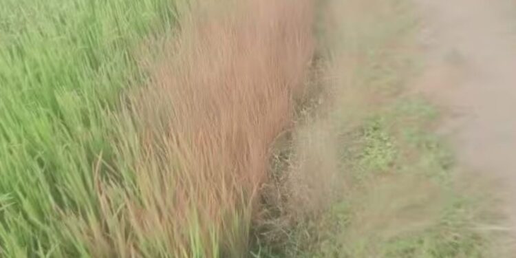 கண்ணங்குடி வட்டாரத்தில் நெற்பயிர்களைச் சூறையாடும் பல்வகை நோய்கள் மகசூல் பாதிப்பால் விவசாயிகள் கண்ணீர்!