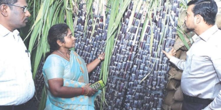 பொள்ளாச்சியில் மாவட்ட ஆட்சியர் அதிரடி ஆய்வு: பொங்கல் கரும்பு தரம் மற்றும் ரூ.73 கோடி மதிப்பிலான சாலைப் பணிகளைப் பார்வையிட்டார்