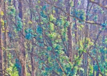 பனிக்காலத்திலும் மணக்கும் பச்சைத் தங்கம்… இலைகள் விளைச்சலால் நீலகிரி தைலம் உற்பத்தி அதிகரிக்க வாய்ப்பு; தொழிலாளர்கள்  மகிழ்ச்சி!