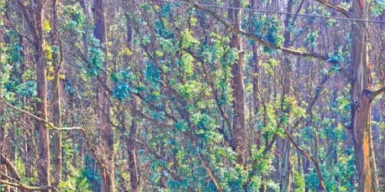 பனிக்காலத்திலும் மணக்கும் பச்சைத் தங்கம்… இலைகள் விளைச்சலால் நீலகிரி தைலம் உற்பத்தி அதிகரிக்க வாய்ப்பு; தொழிலாளர்கள்  மகிழ்ச்சி!