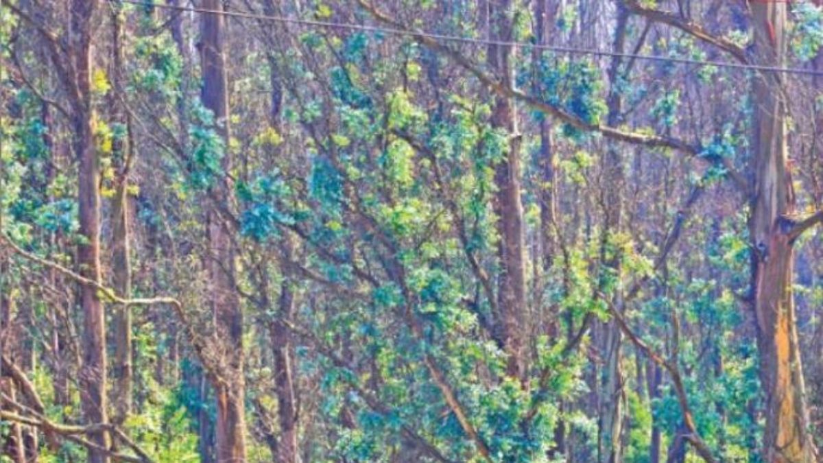 பனிக்காலத்திலும் மணக்கும் பச்சைத் தங்கம்… இலைகள் விளைச்சலால் நீலகிரி தைலம் உற்பத்தி அதிகரிக்க வாய்ப்பு; தொழிலாளர்கள்  மகிழ்ச்சி!