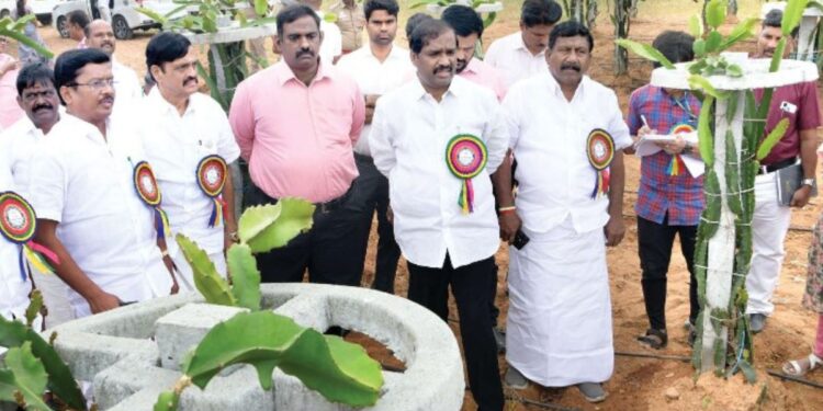 வேப்பனப்பள்ளியில் ரூ.25 லட்சம் மதிப்பில் டிராகன் பழ செயல்விளக்கத் திடல் வேல்முருகன் நேரில் ஆய்வு