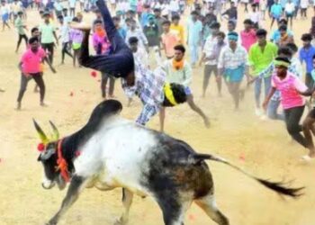 ஊர்குளத்தான்பட்டி முனியன் கோயில் படைப்பு விழா 300 காளைகள் சீறிப்பாய்ந்த மஞ்சுவிரட்டில் 13 பேர் காயம்!